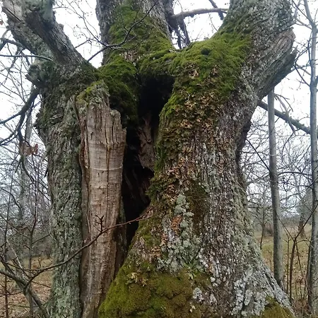 Διαμέρισμα Aldeia Da Serra - Historic Areas Of Portugal Celorico Da Beira