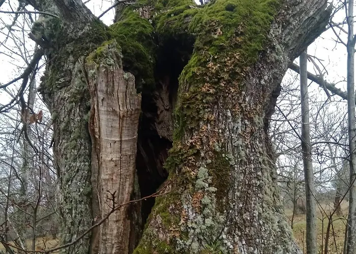 Διαμέρισμα Aldeia Da Serra - Historic Areas Of Portugal Celorico Da Beira